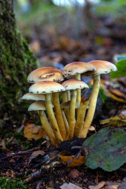 istock Green-leaved Sulphur Heads Forest 1436650906