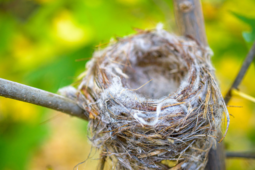 Empty bird nest on a tree branch