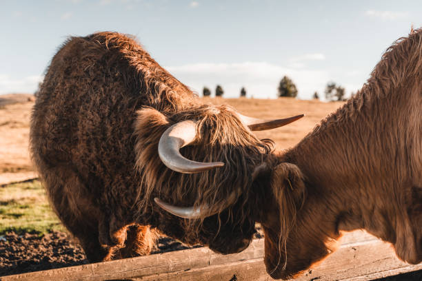 The Highland is a Scottish breed of rustic cattle. They're enjoying the freedom of the wild fields in the Dolomites mountain range in Italy.
