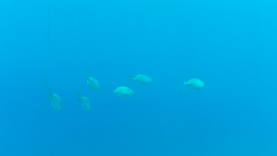 School of Salema Porgy in the Mediterranean Sea