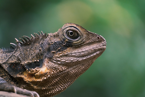 Close up head shot of eastern water dragon, Cairns Queensland, Australia