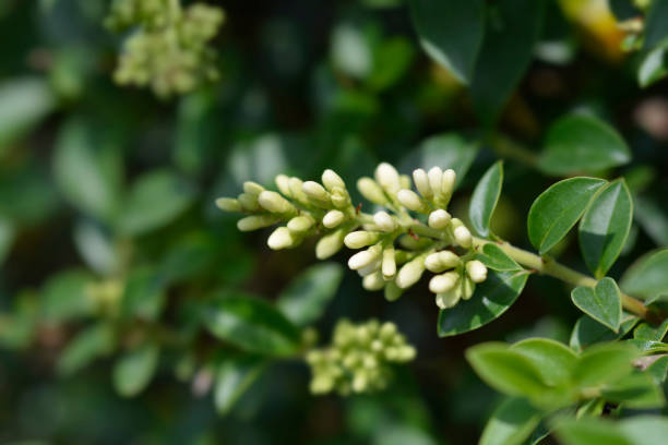 istock Delavay privet 1436657722