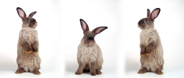 Collage three action lovely rabbit furry bunny standing hind legs on white background. Cuddly gray brown rabbit fluffy bunny posing three action over isolated. Animal spring symbol easter day concept.