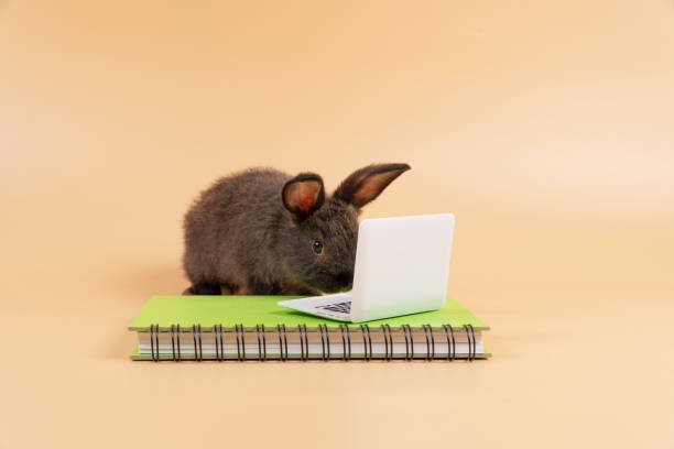 istock Adorable furry baby rabbit black bunny looking at something with laptop on book while standing over isolated pastel background. Newborn bunny study information online with small pc. Animal education. 1436662994