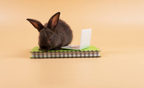 istock Adorable rabbit furry bunny looking at something with laptop on book while sitting over isolated pastel background. Newborn rabbit bunny study information online with small pc.Animal education concept 1436664966