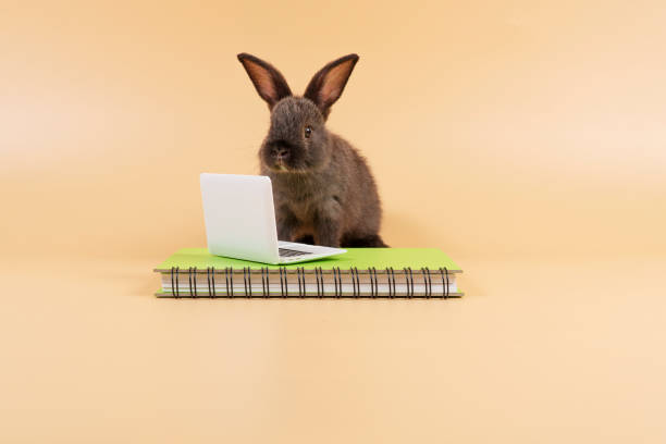 istock Adorable furry baby rabbit black bunny looking at something with laptop on book while standing over isolated pastel background. Newborn bunny study information online with small pc. Animal education. 1436664981