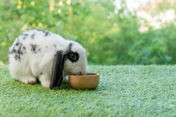 Adorable Holland lop rabbit bunny eating dry alfalfa hay field in pet bowl sitting on green grass over bokeh green background. Cuddly healthy rabbit white black bunny feeding meal in wood bowl meadow.