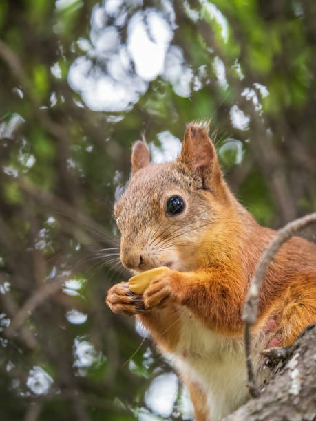 istock The squirrel with nut sits on a branches in the spring or summer. 1436665405