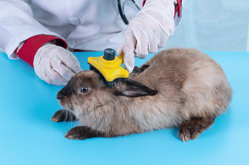 Veterinary woman using hairbrush care rabbit brown bunny on blue table in hospital. Hands of doctor wear glove examining use brush hairdresser with lovely fluffy bunny health rabbit in clinic. animal.