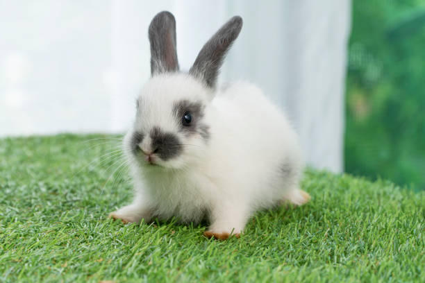istock Fluffy rabbit easter bunny sitting green grass over spring summer background. Infant dwarf bunny black white rabbit playful on lawn with white background. Cute animal furry pet easter concept. 1436665823