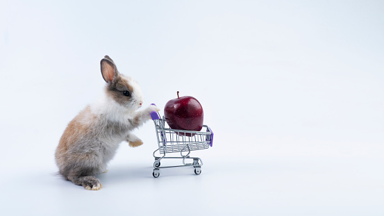 Adorable rabbit bunny pushing shopping cart with fresh red apple while standing over isolated white background. Newborn baby rabbit with shopping cart looking something. Easter and shop online concept
