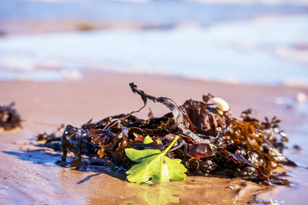 istock Brown seasweed with a green leaf on the beach sand 1436669524