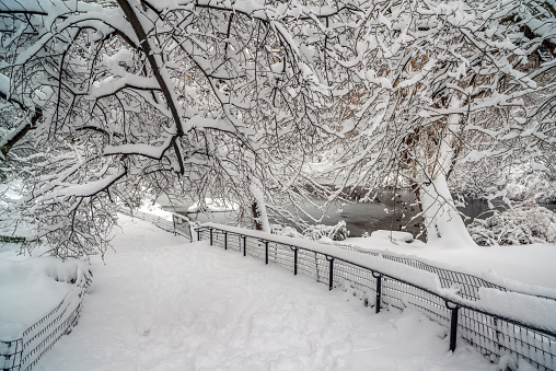 Central Park in winter  early morning after snow storm