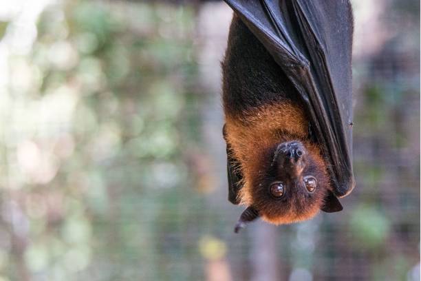 istock Pemba flying fox in a safari park 1436671849