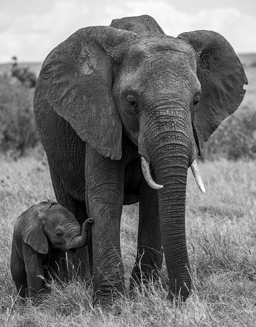 A big African elephant with baby elephant standing on grass in the park