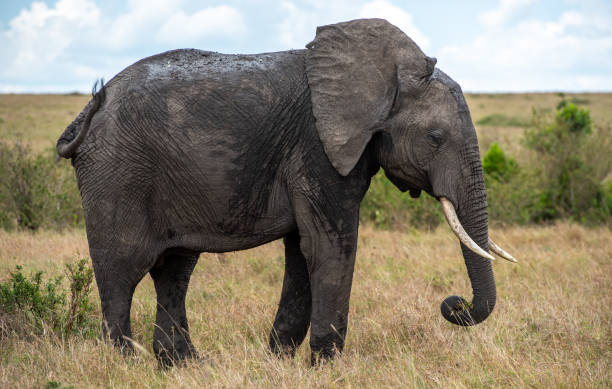 istock Big African elephant eating grass in the park 1436672661