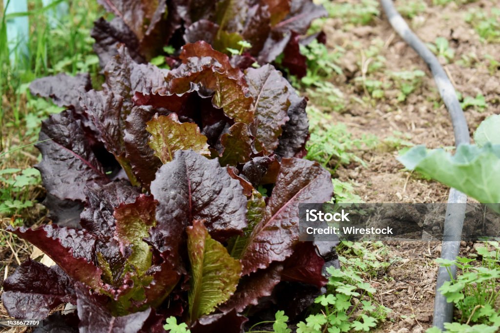 purple leaf lettuce from the agroecological garden Cabbage lettuce produced in an agroecological garden Agriculture Stock Photo