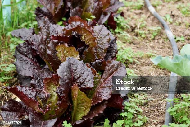 Purple Leaf Lettuce From The Agroecological Garden Stock Photo - Download Image Now - Agriculture, Cabbage, Color Image