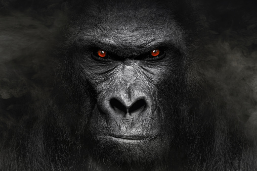 A gorilla looking in the camera with red eyes