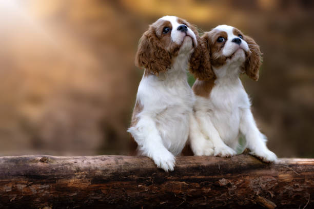 istock Selective focus of two Charles spaniel dogs 1436673418