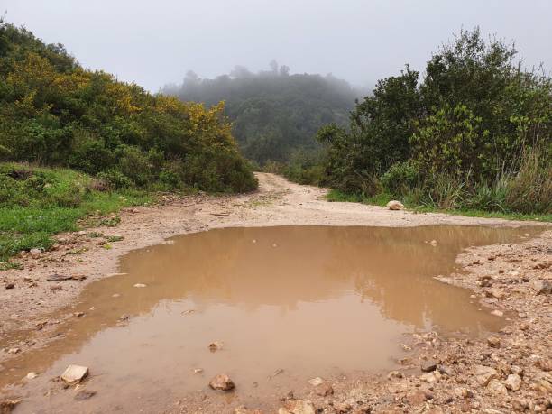 istock View of big puddle among the trees 1436673454
