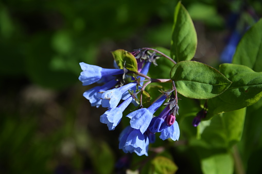 A selective focus shot of mertensia maritima (oyster plant)