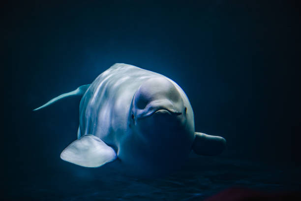 primer plano de una linda ballena beluga nadando bajo el agua - beluga whale fotografías e imágenes de stock