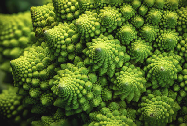 istock Closeup of Romanesco broccoli 1436673656