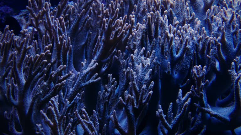 Macro of a sponge coral under the sea