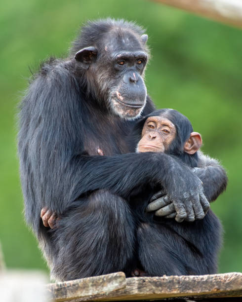 istock Vertical shot of a cute Chimpanzee hugging its baby 1436673905