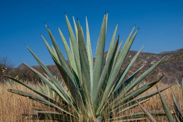 istock Large espadin agave plants in Oaxaca 1436674087