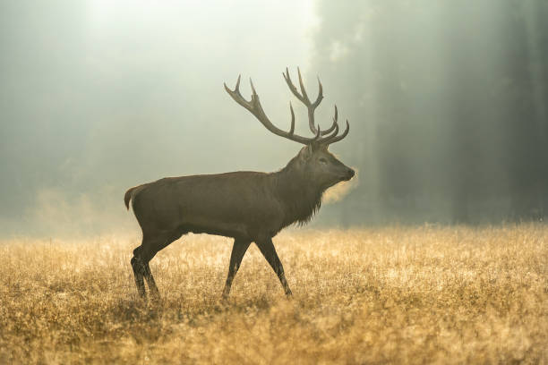 istock Deer with antlers walking around in Richmond park during sunrise 1436674207