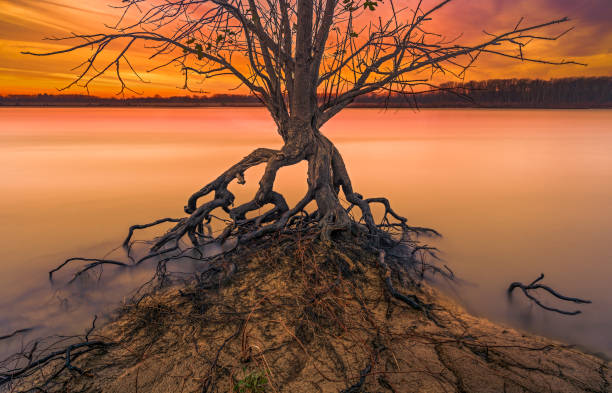A long exposure shot of gnarly roots in a river at sunset