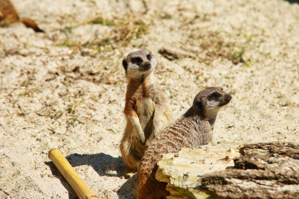 istock Two meerkats shows up in the morning 1436674408