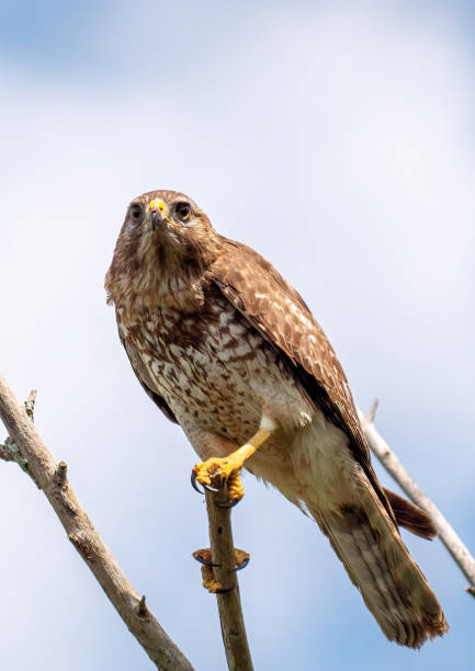 istock Vertical shot of a red shouldered hawk on a branch 1436674438