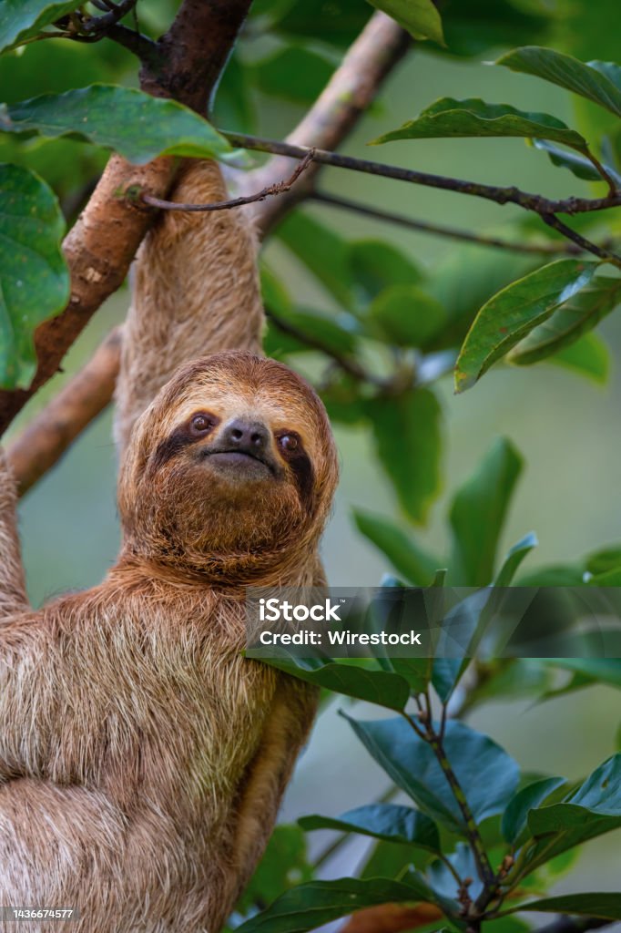 Closeup shot of a Sloths on a tree with the green leaves around in Manuel Antonio National Park A closeup shot of a Sloths on a tree with the green leaves around in Manuel Antonio National Park, Costa Rica Laziness Stock Photo