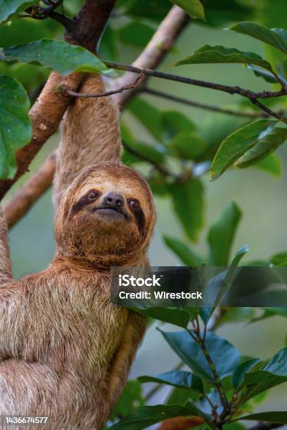 Closeup Shot Of A Sloths On A Tree With The Green Leaves Around In Manuel Antonio National Park Stock Photo - Download Image Now