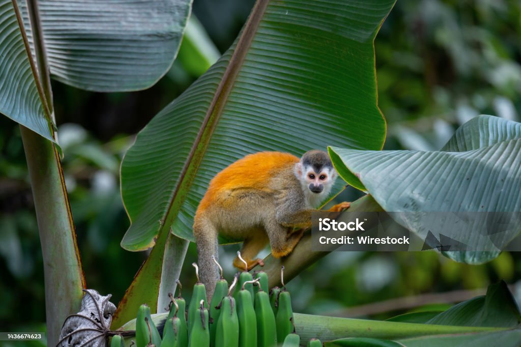 Red-backed squirrel monkey in Manuel Antonio National Park, Quepos, Costa Rica A red-backed squirrel monkey in Manuel Antonio National Park, Quepos, Costa Rica Animal Stock Photo