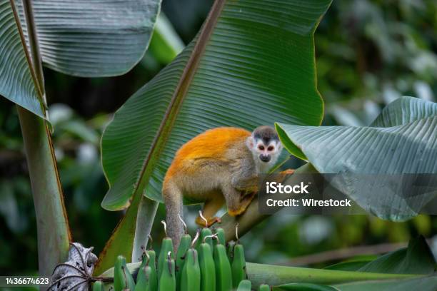 Redbacked Squirrel Monkey In Manuel Antonio National Park Quepos Costa Rica Stock Photo - Download Image Now