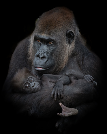 Portrait of two western lowland gorillas (Gorilla gorilla gorilla), mother and kid.