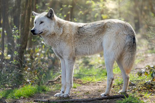 A beautiful shot of a tundra wolf in the forest