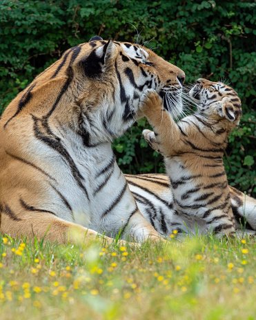 A vertical shot of a tiger playing with its offspring in a forest