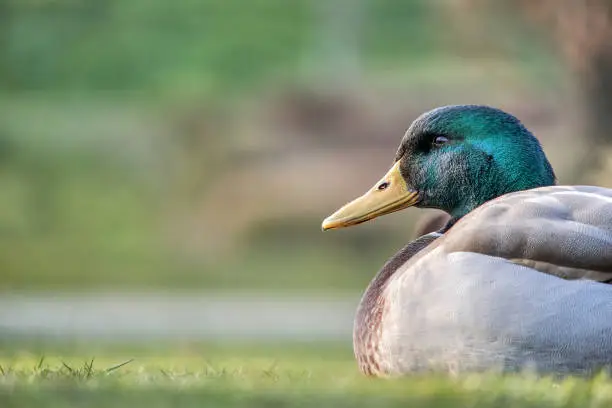 A closeup shot of the mallard or wild duck (Anas platyrhynchos) on the grass