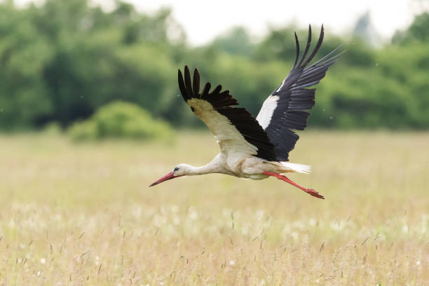 istock Stork flies alone over the dam with blurred trees on the background 1436674755