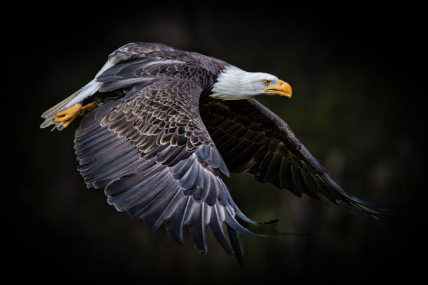 istock Beautiful shot of a flying Bald eagle with blurred trees in the background 1436674795