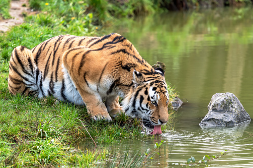 A beautiful shot of a Siberian Tiger laying on grass and drinking water from a lake water