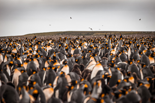 Vista aérea de un gran grupo de pingüinos emperador en las islas Kerguelen photo