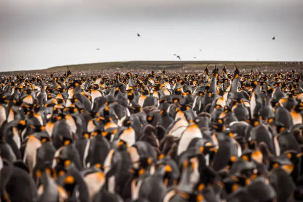 Photo of Aerial view of a large group of emperor penguins on the Kerguelen Islands