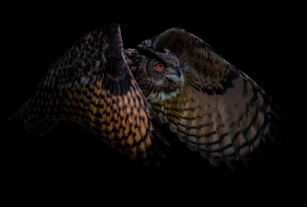 Closeup of the Eurasian eagle-owl flying against dark background. Bubo bubo. A closeup of the Eurasian eagle-owl flying against dark background. Bubo bubo. eurasian eagle owl stock pictures, royalty-free photos & images