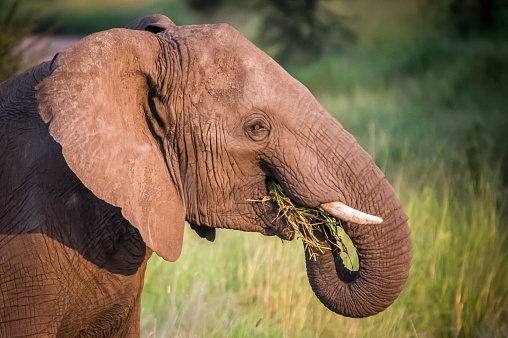 A closeup of an elephant eating grass in the wilderness